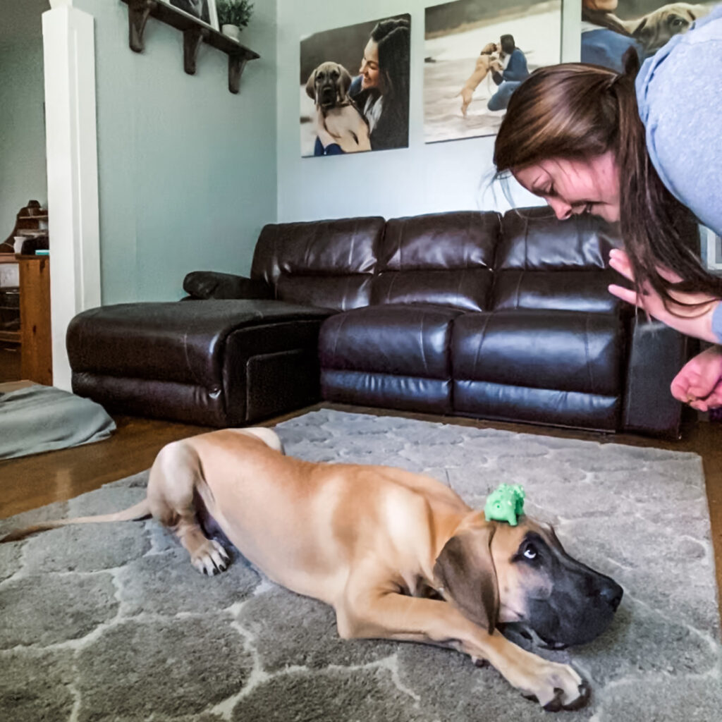 great dane puppy with toy balancing on head