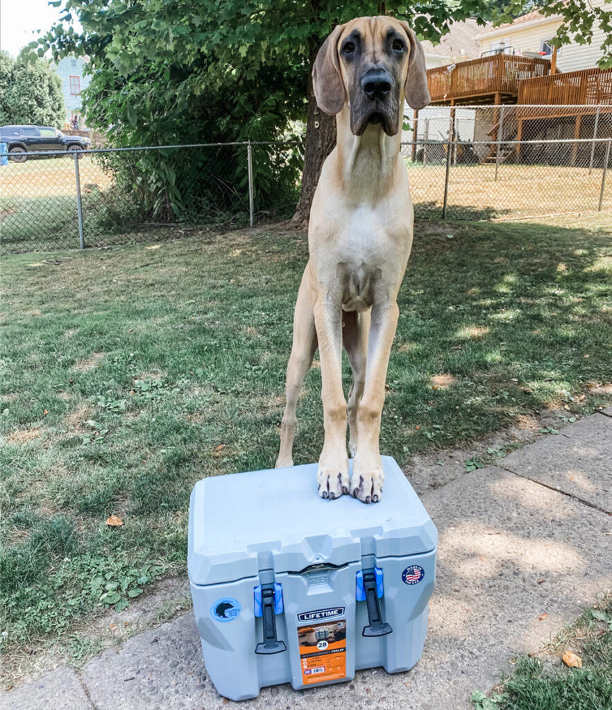 Life vest for hot sale great dane