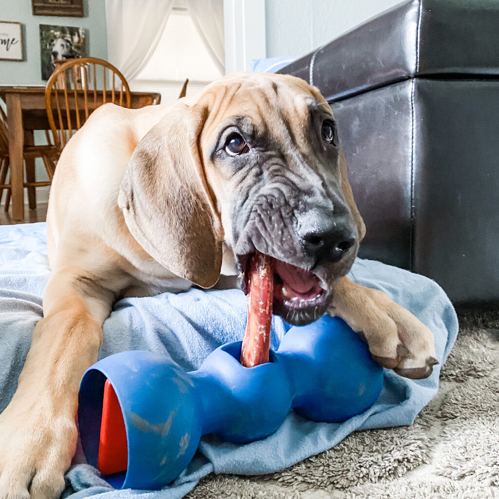 Greys Favorite Things. – Grey the Great Dane