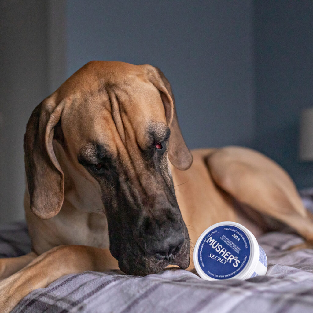 Best treats shop for great danes