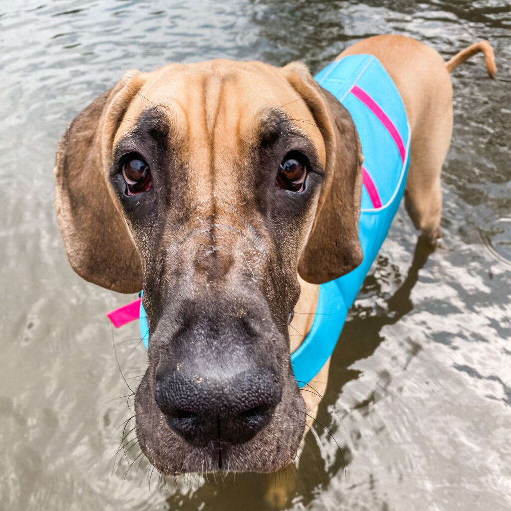 Grey s Favorite Things. Grey the Great Dane