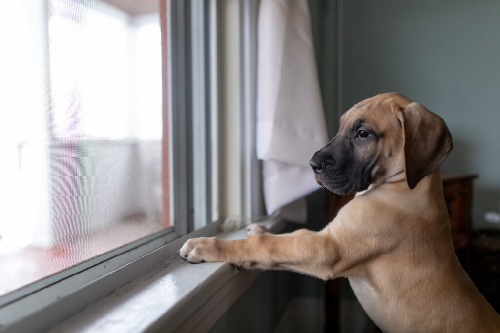 fawn great dane puppy looking out window of house
